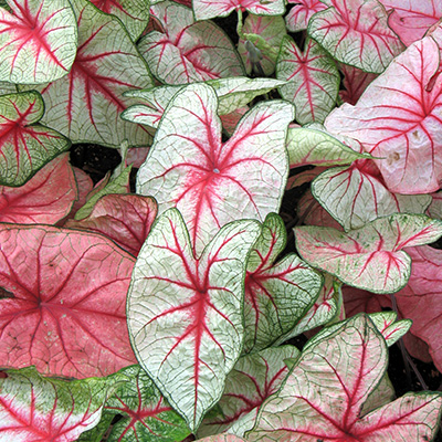 engelenvleugels-(Caladium-Pink-White)