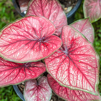 engelenvleugels-(Caladium-Pink)