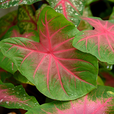 engelenvleugels-(Caladium-Red-Nerf)