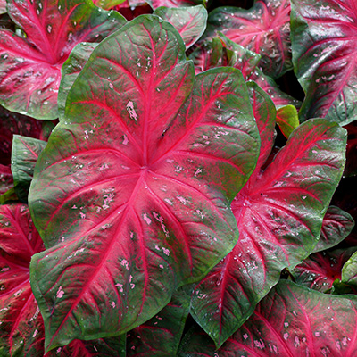 engelenvleugels-(Caladium-Red)