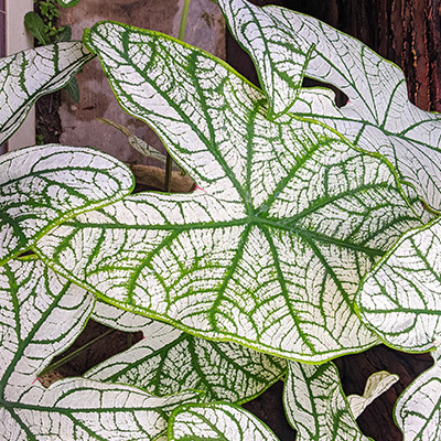 engelenvleugels-(Caladium-White)