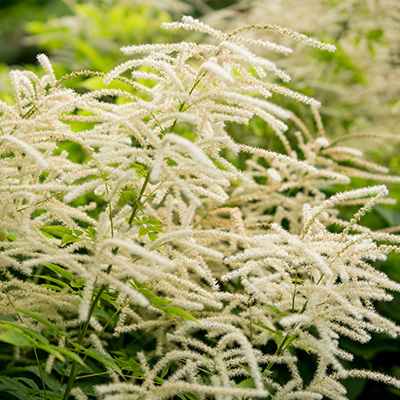 geitenbaard-(Aruncus-Fairy-Hair-EUAPP30242)