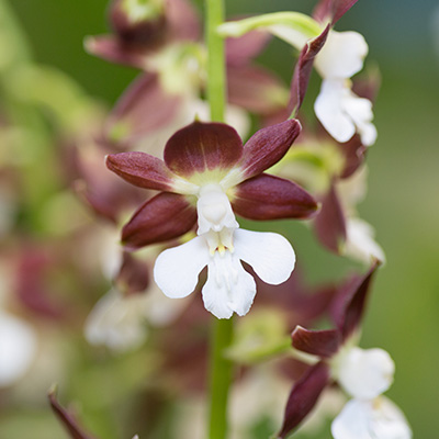 groenblijvende-tuinorchidee-(Calanthe)