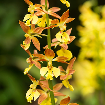 groenblijvende-tuinorchidee-(Calanthe)