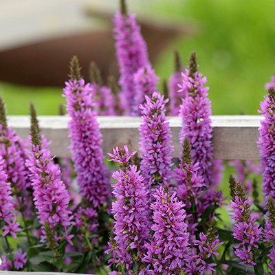 grote-kattenstaart-(Lythrum-salicaria-Pink-Blush)