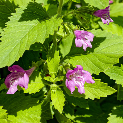 grote-steentijm-(Calamintha-grandiflora)