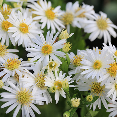 herfstaster-(Aster-ageratoides-Ashvi)