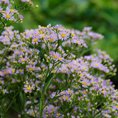 herfstaster-(Aster-ageratoides-Asmo)