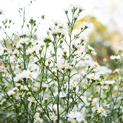 herfstaster-(Aster-ericoides-Monte-Cassino)