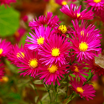 herfstaster-(Aster-novi-belgii-William-Churchill)