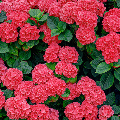 hortensia-(Hydrangea-macrophylla-Alpengluhen)