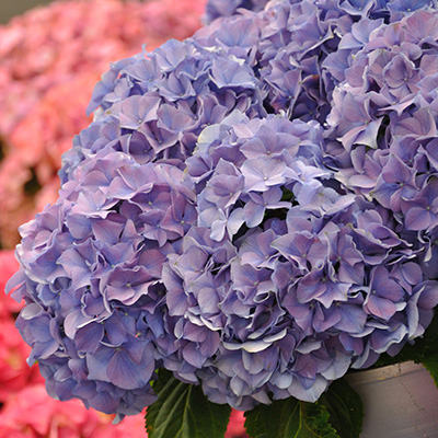 hortensia-(Hydrangea-macrophylla-Bodensee)