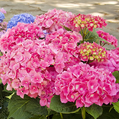 hortensia-(Hydrangea-macrophylla-Freudenstein)