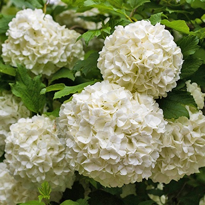 hortensia-(Hydrangea-macrophylla-Soeur-Therese)