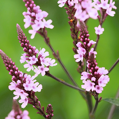 ijzerhard-(Verbena-officinalis-Bampton)