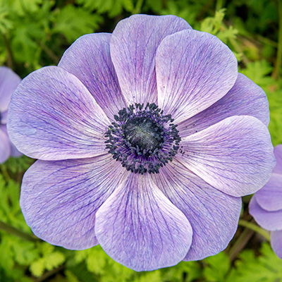 klaproos-anemoon-(Anemone-coronaria-Animo-F1-Pastel-Blue)