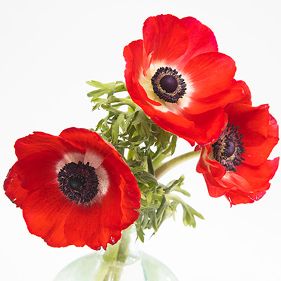 klaproos-anemoon-(Anemone-coronaria-Animo-F1-Scarlet)