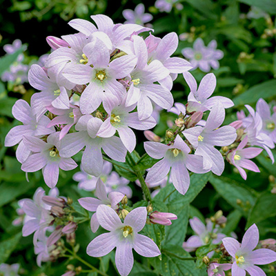 klokjesbloem-(Campanula-lactiflora-Loddon-Anna)