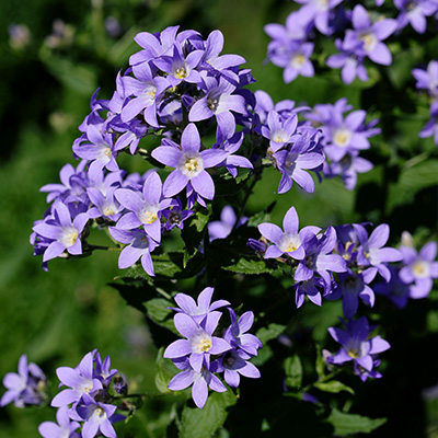 klokjesbloem-(Campanula-lactiflora-Prichards-Variety)