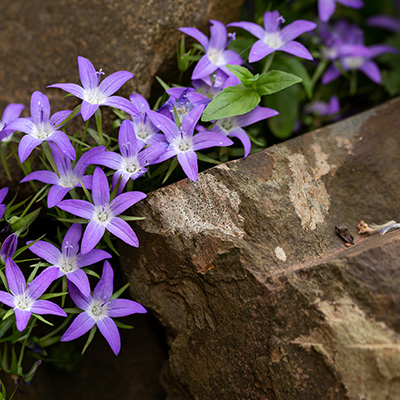 klokjesbloem-(Campanula-poscharskyana-Stella)