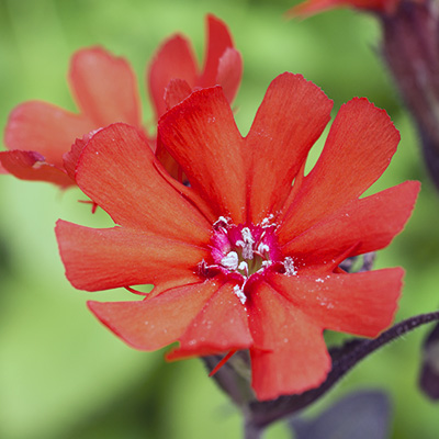 koekoeksbloem-(Lychnis-Lipstick)