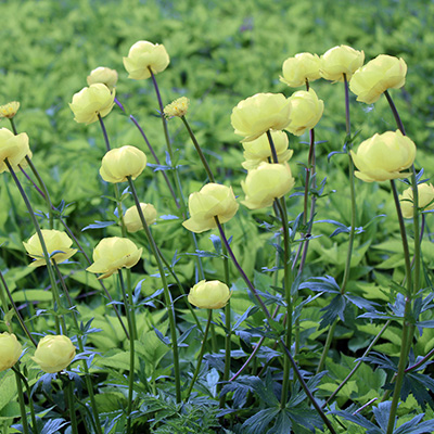 kogelboterbloem-(Trollius-hybride-Cheddar)