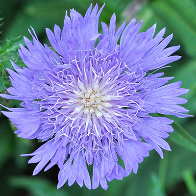 korenbloemaster-(Stokesia-Mels-Blue-EU33398PP23090)