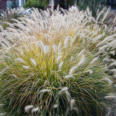 lampenpoetsergras-(Pennisetum-alopecuroides-Piglet)