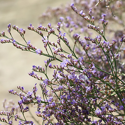 lamsoor-(Limonium-Dazzle-Rocks)