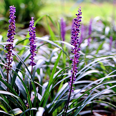 leliegras-(Liriope-muscari-Big-Blue)