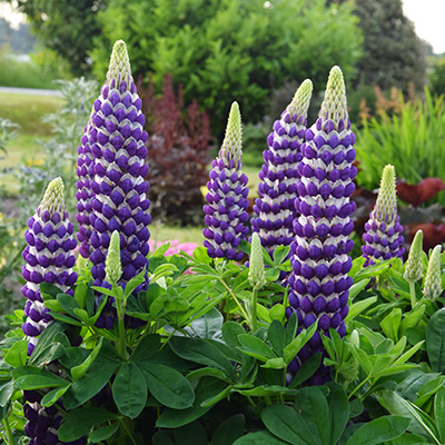 lupine-(Lupinus-West-Country-Blacksmith)