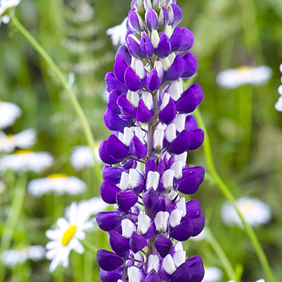 lupine-(Lupinus-polyhyllus-The-Governor)