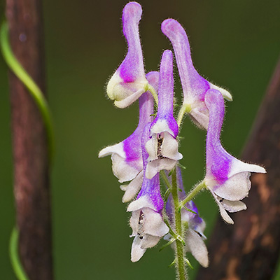 monnikskap-(Aconitum-Purple-Sparrow)