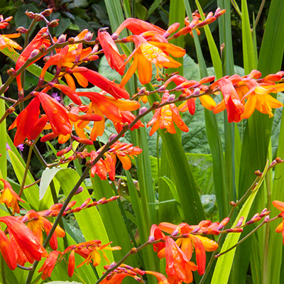 montbretia-(Crocosmia-x-crocosmiiflora-Fire-Jumper)