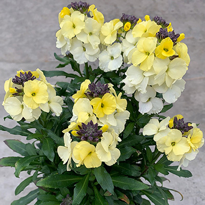 muurbloem-(Erysimum-linifolium-Leya-Lemon-Glow)