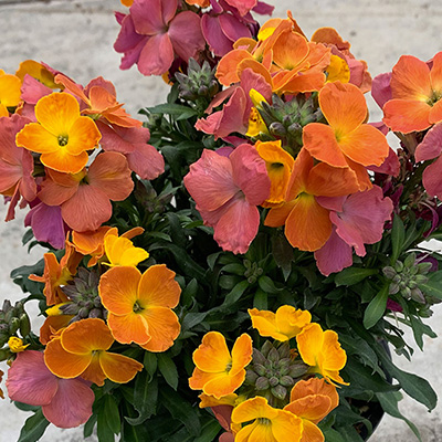 muurbloem-(Erysimum-linifolium-Leya-Orange-Glow)