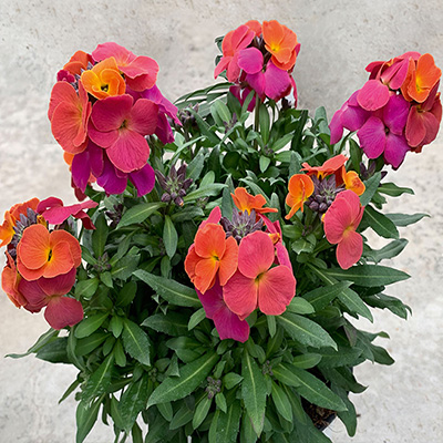 muurbloem-(Erysimum-linifolium-Leya-Orange Purple-Glow)