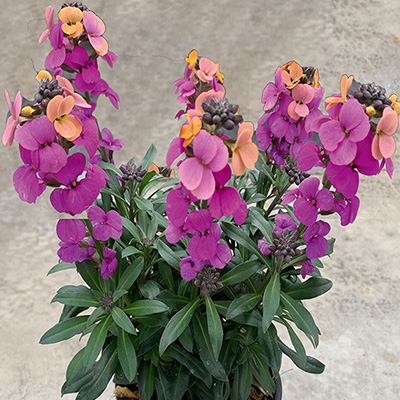 muurbloem-(Erysimum-linifolium-Leya-Purple-Glow)