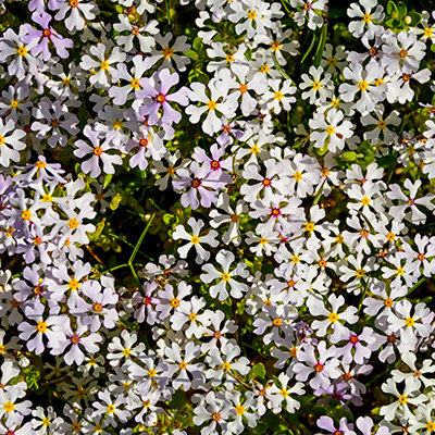 nachtphlox-(Zaluzianskya-ovata-Star-Balsam)