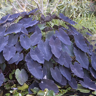 olifantenoor-(Colocasia-esculenta-Black-Magic)