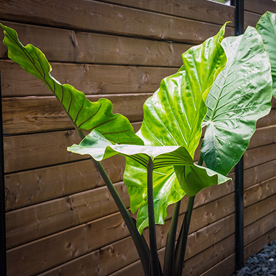 olifantenoor-(Colocasia-fontanesii-Black-Stem)