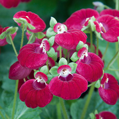 pantoffelplant-(Calynopsis-Purple)