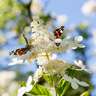 pluimhortensia-(Hydrangea-paniculata-Confetti)