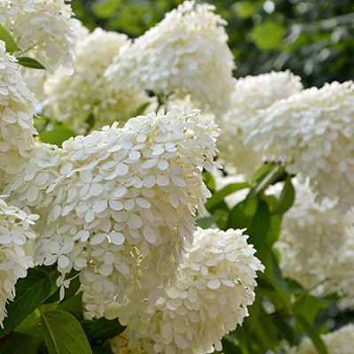 pluimhortensia-(Hydrangea-paniculata-Grandiflora)