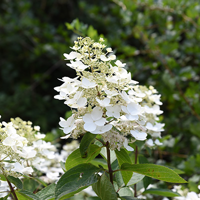 pluimhortensia-(Hydrangea-paniculata-Unique)