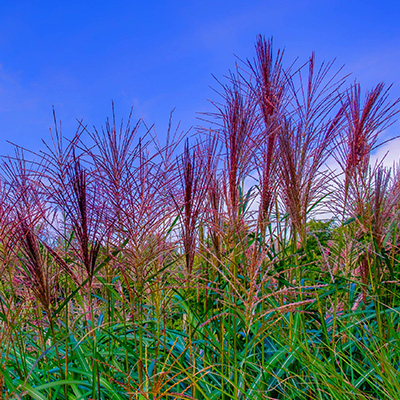 prachtriet-(Miscanthus-sinensis-Ferner-Osten)