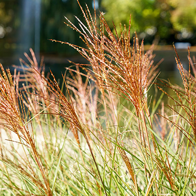 prachtriet-(Miscanthus-sinensis-Red-Chief)