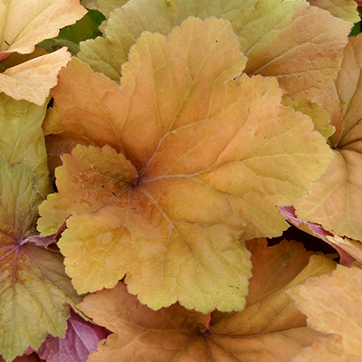 purperklokje-(Heuchera-x-hybrida-Mega-Caramel)