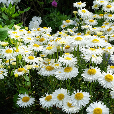 reuzenmargriet-(Leucanthemum-superbum-Real-Glory)