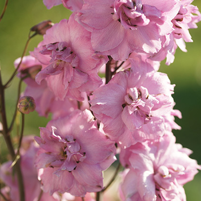 ridderspoor-(Delphinium-Delgenius-TM-Juliette-EUAPAF)